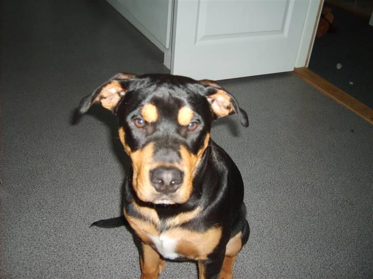 Blanding af racer BJØRN billede 9