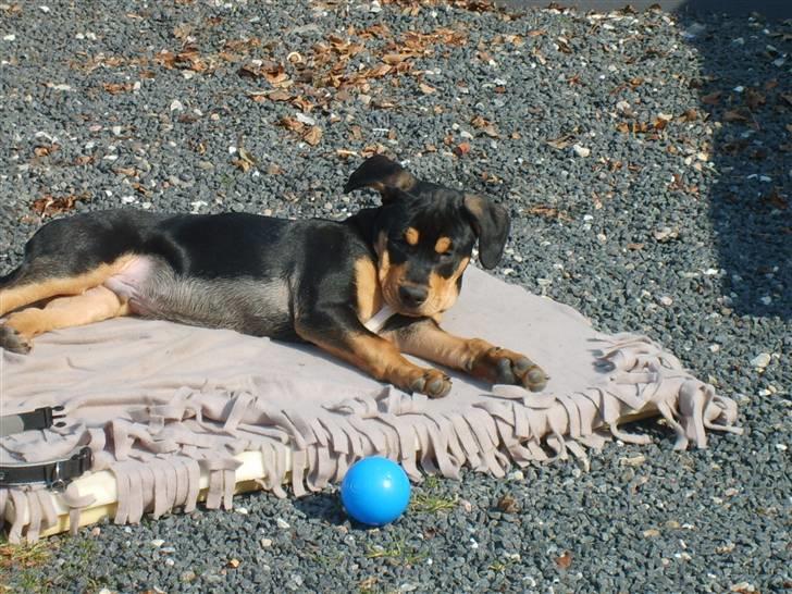 Blanding af racer BJØRN - puha det er varmt billede 10