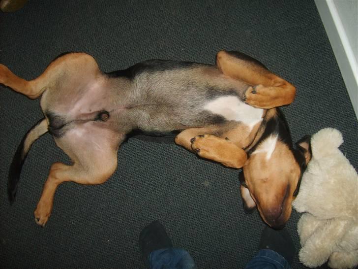 Blanding af racer BJØRN - se mig billede 11