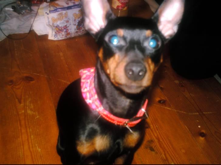 Dvaergpinscher frygtløs  *solgt* billede 1