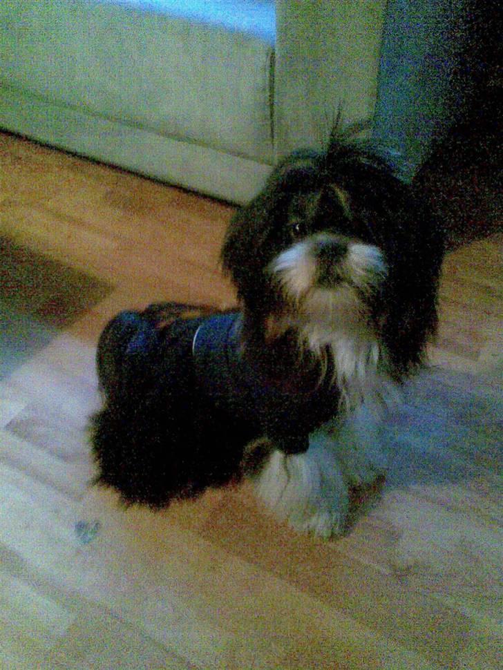 Lhasa apso Anton - Så fin en hund han er billede 9