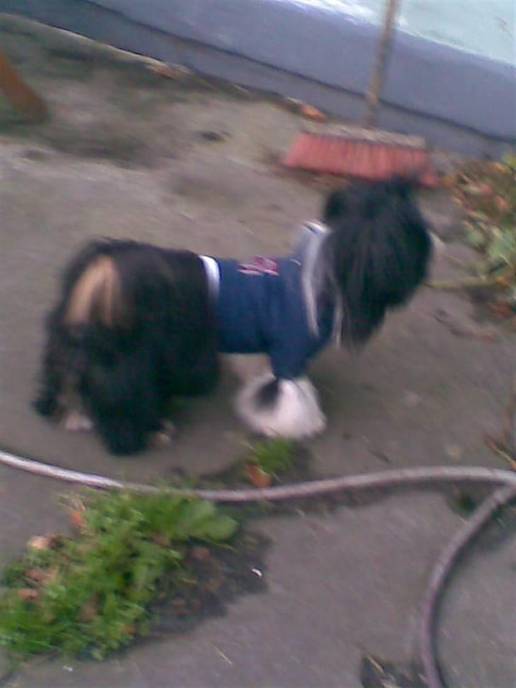 Lhasa apso Anton billede 10