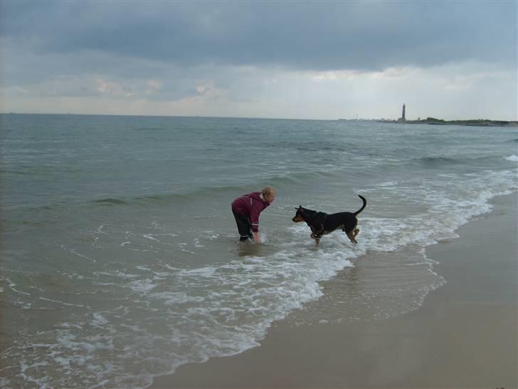 Blanding af racer BJØRN - vandet er skønt billede 13