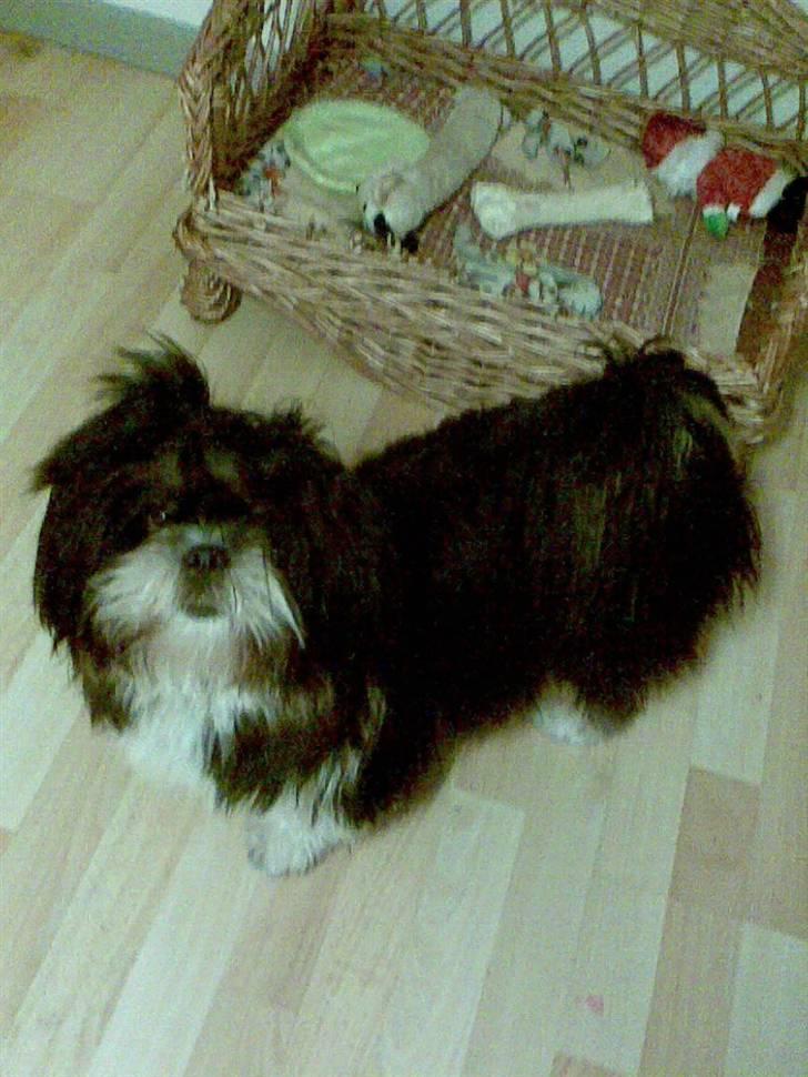 Lhasa apso Anton billede 11