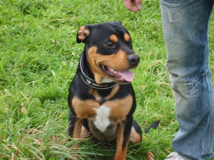 Blanding af racer BJØRN billede 14