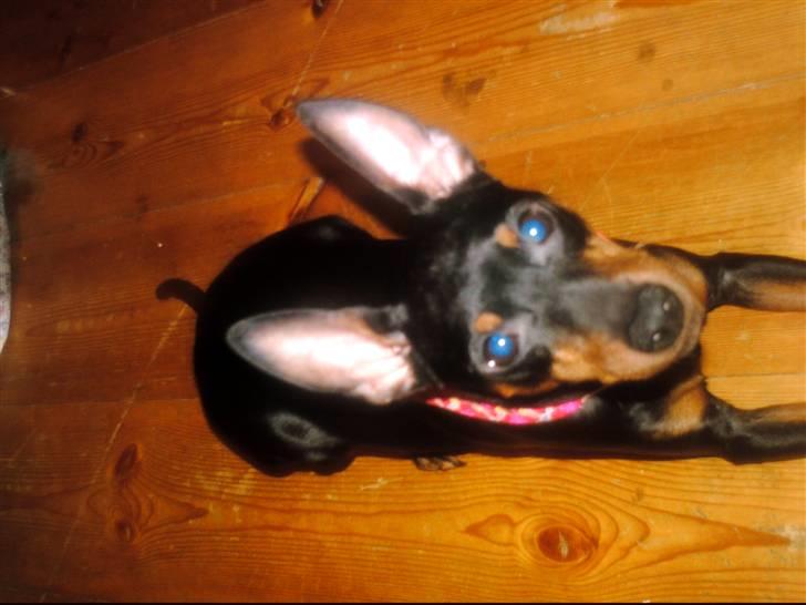 Dvaergpinscher frygtløs  *solgt* billede 2