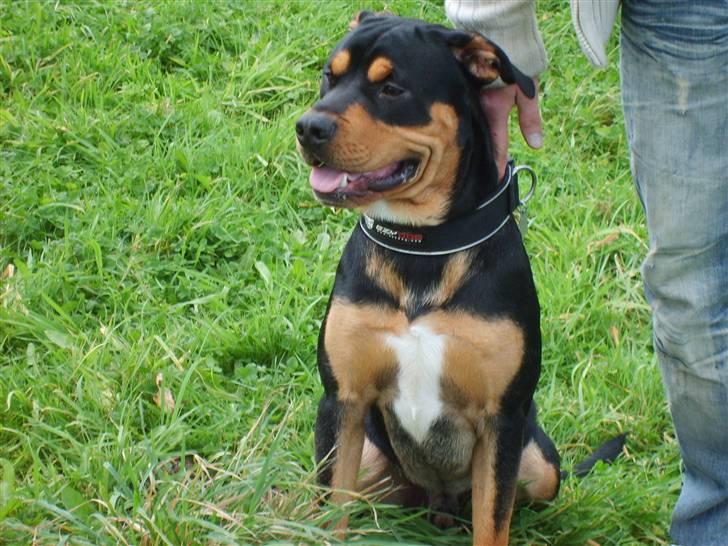 Blanding af racer BJØRN billede 15