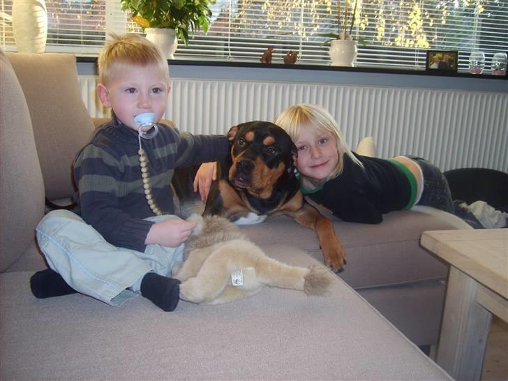 Blanding af racer BJØRN - det er hårdt at være barnepige billede 16