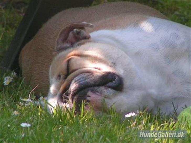 Engelsk bulldog berta  - ZZZZZZZzzzz billede 1