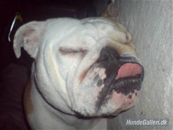 Engelsk bulldog berta  - ZzZzZzZzZ billede 2