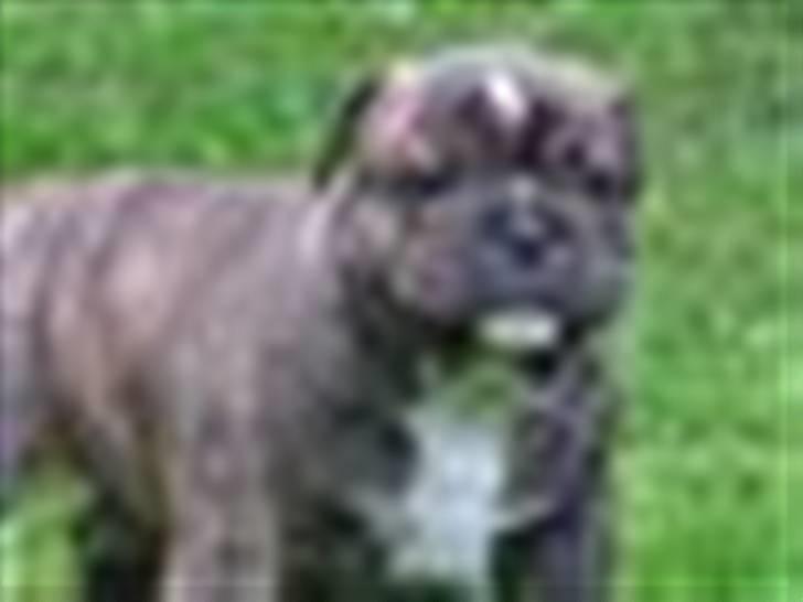 Engelsk bulldog berta  - bertas hvalp  billede 4