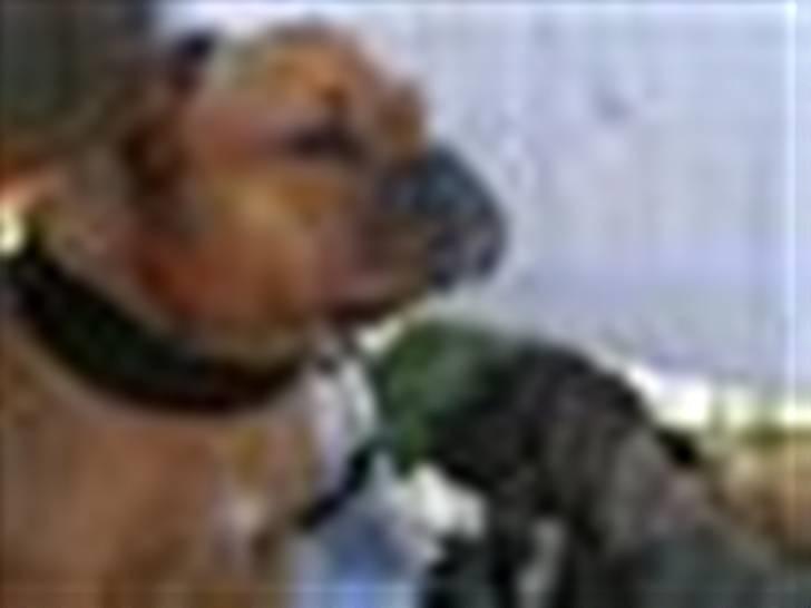 Engelsk bulldog berta  - bertas hvalp Dumle  billede 5