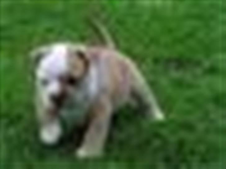 Engelsk bulldog berta  - findes også som Bertram herinde .) på hundegalleri billede 6