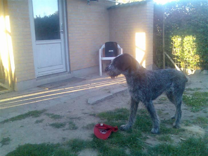 Ruhåret hønsehund Walter billede 4