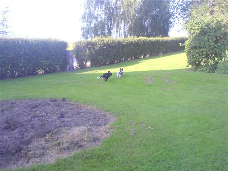 Border collie Daisy - Daisy og chilli der leger billede 11