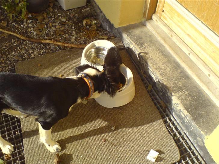 Border collie Daisy - daisy og mini spiser sammen  billede 12