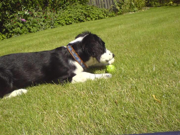 Border collie Daisy - det er godt med et æbel billede 13