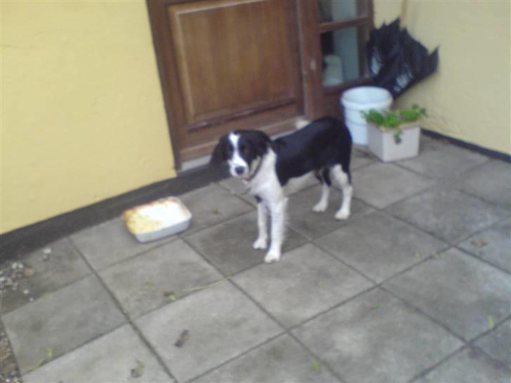 Border collie Daisy - øh havd laver du emma billede 15