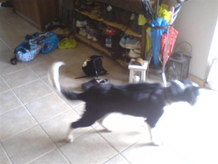 Border collie Daisy - daisy der er mega sur på en plastik pose der flyver rudt ude i gården  billede 16