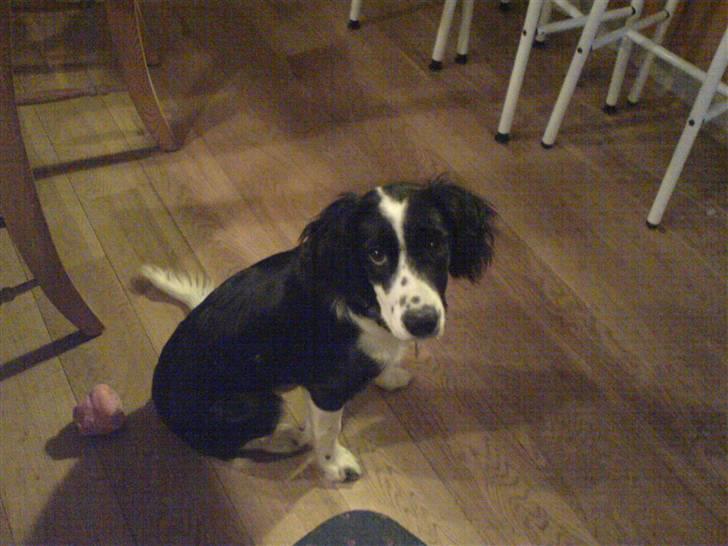 Border collie Daisy - daisy min skat billede 17