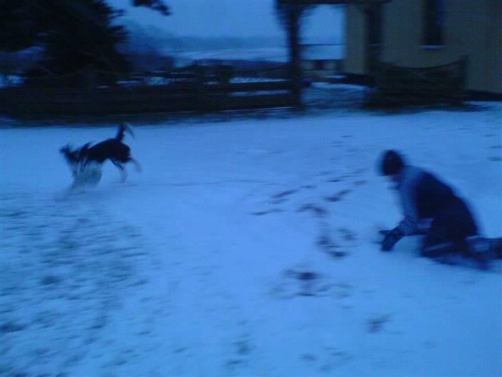 Border collie Daisy - daisy oig min lillebror emil leger ude i snen  billede 18
