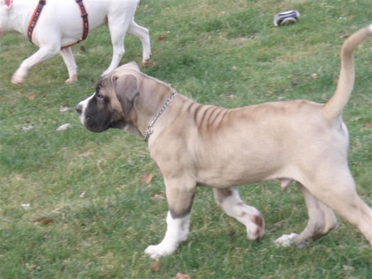 Boerboel Baloo "Abelle`s Atilla" billede 5