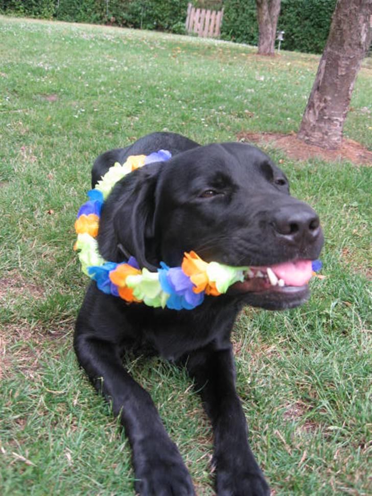 Blanding af racer BUSTER - hula buster billede 17