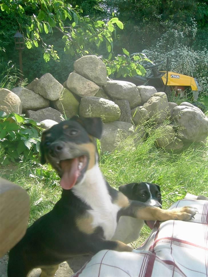 Jack russell terrier lotte billede 1