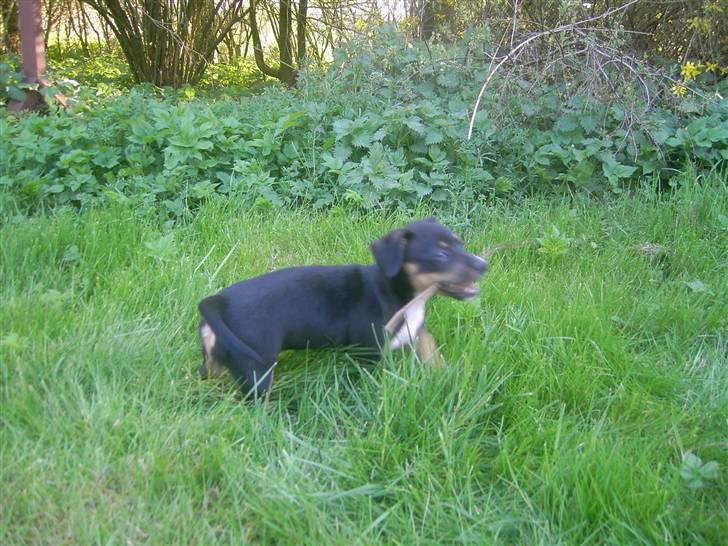 Jack russell terrier lotte billede 2