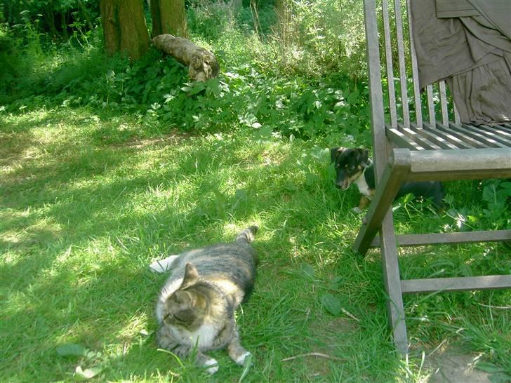 Jack russell terrier lotte billede 3