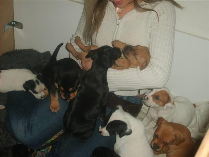 Blanding af racer BJØRN - mig og mine søskende billede 17