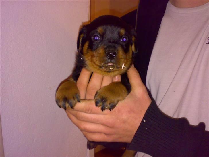 Rottweiler Basse - Basse 4 uger, 31/12-2007 billede 2