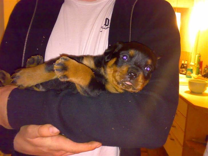 Rottweiler Basse - Jeg er en rigtig lille bamse! billede 3