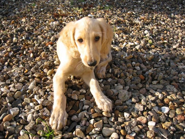 Saluki Qhandahar billede 19