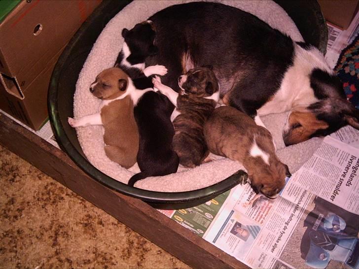 Basenji Bonnie  - Bonnie og hendes  5  dejlige  børn . billede 7