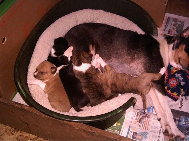 Basenji Bonnie  - Bare  dejlige  billede 8