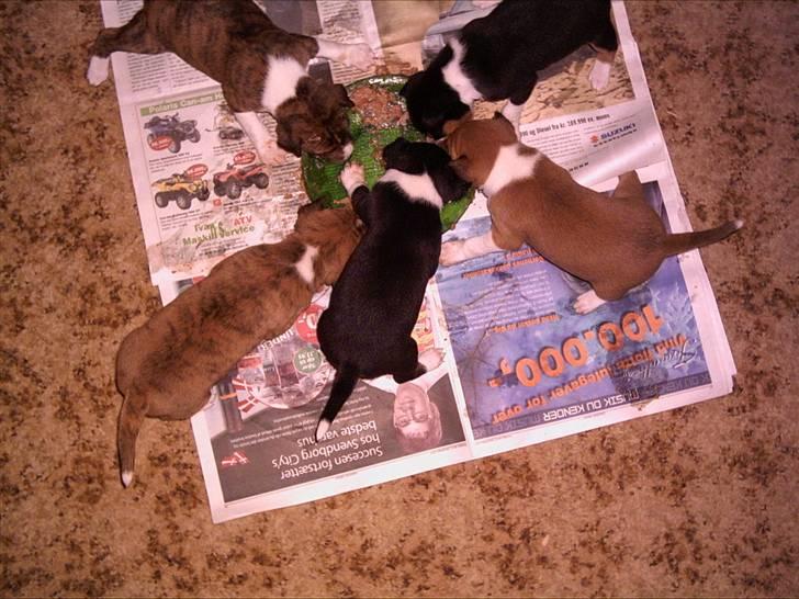 Basenji Bonnie  - Vores  første  rigtige måltid ...umm  gufff   billede 9