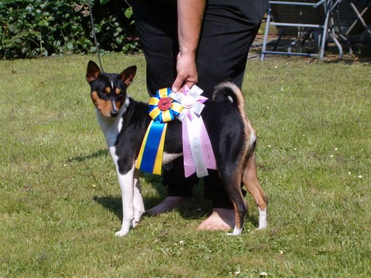 Basenji Bonnie  - Dkch og DkJubV  ved  Dkk  ´s Jubilæriumsudstillinger  i Vejen  billede 10