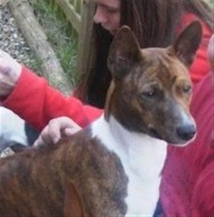 Basenji Bonnie  - Dejlige  Mickey  ..den  stolte  fader   billede 11