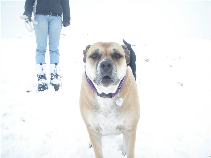 Dogo canario Bella billede 18