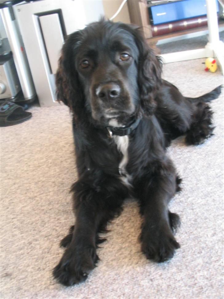 Blanding af racer Tico billede 1