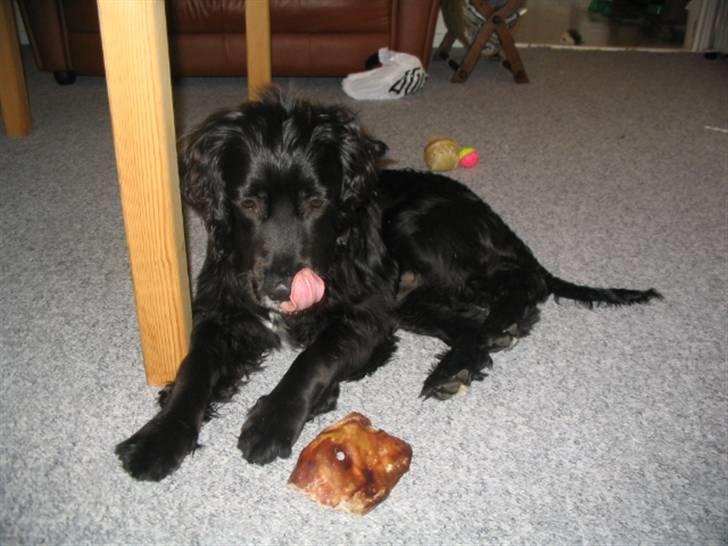 Blanding af racer Tico billede 2