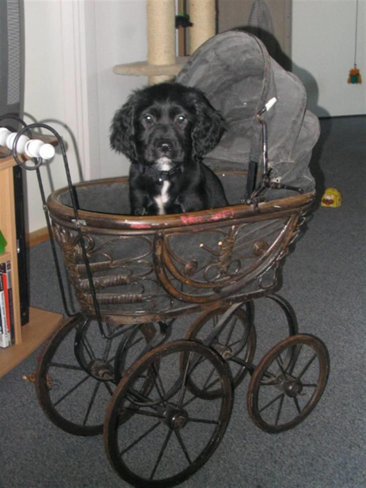 Blanding af racer Tico billede 3