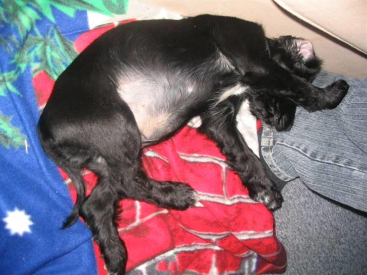 Blanding af racer Tico billede 4