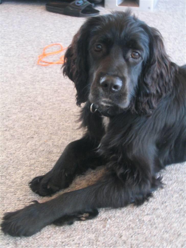 Blanding af racer Tico billede 5