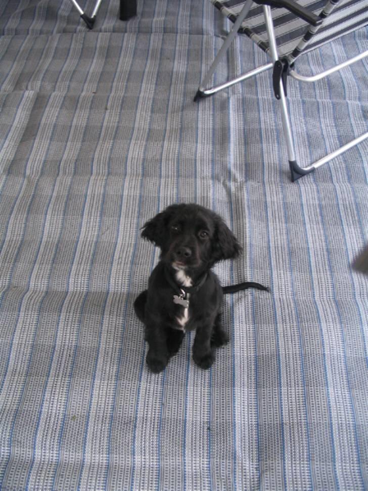 Blanding af racer Tico billede 6