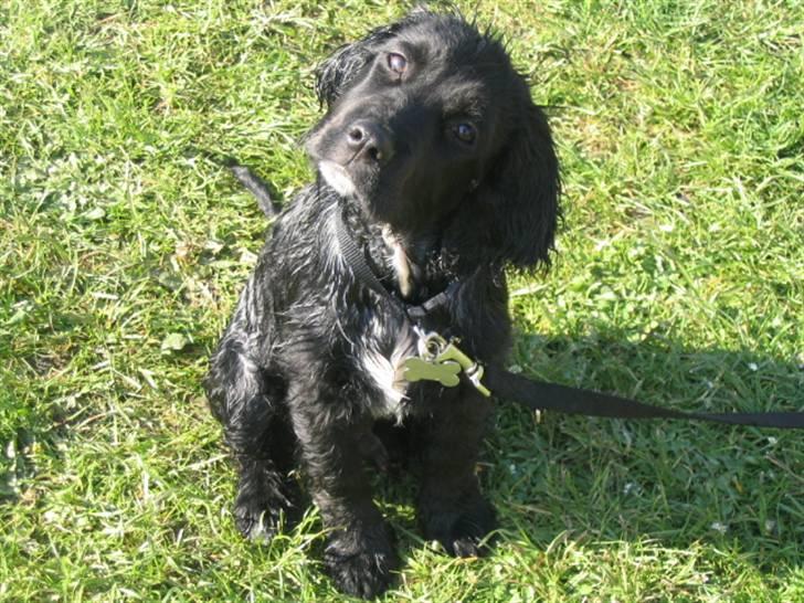 Blanding af racer Tico billede 7