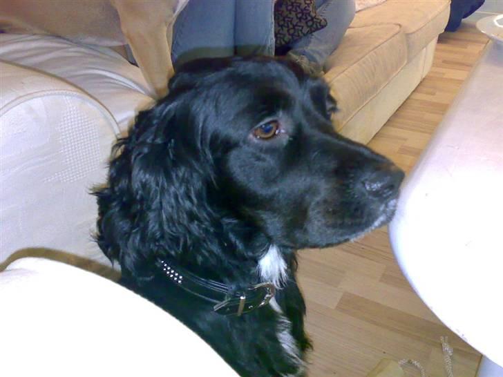 Blanding af racer Tico billede 8