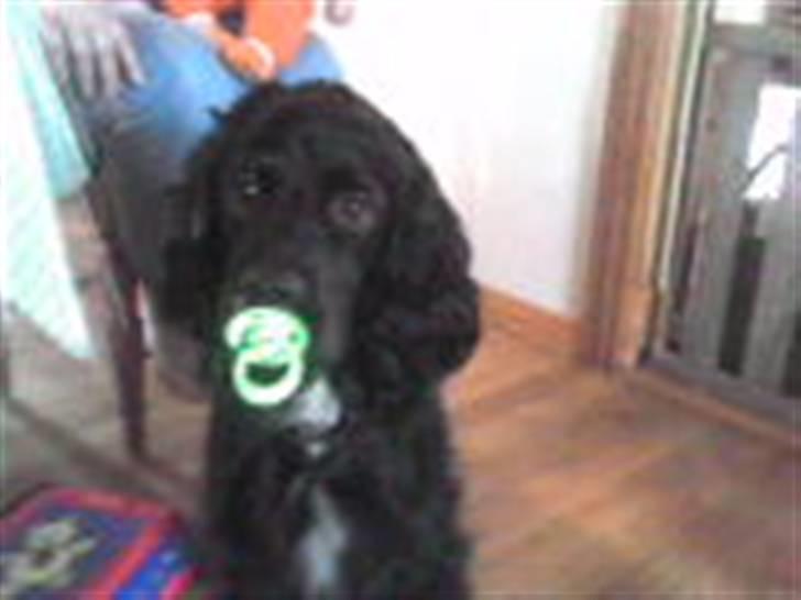 Blanding af racer Tico billede 9