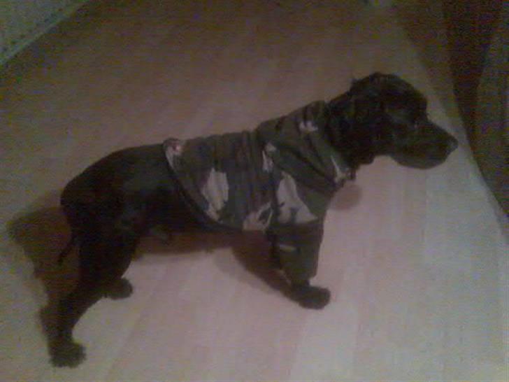 Blanding af racer Tico billede 10